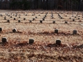 Haunted Potters Field Cemetery, Yaphank, New York